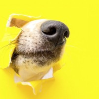 犬が鼻から音を鳴らす心理6選　主な理由や注意が必要な状態まで