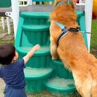大型犬が『2歳の男の子と公園へ行った』結果…まさかの『滑り台の順番争い』が10万再生「我慢したの偉すぎる」「ホント人間みたいｗ」と絶賛