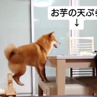 お芋の天ぷらをテーブルに置いたら犬が…食いしん坊すぎる『かわいい行動』が28万再生「なぜか応援したくなるｗ」「ジャンプ力すご」と絶賛