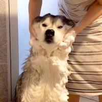 ハスキー犬がお風呂から上がると…なぜか『ハイになってしまう様子』が面白すぎると615万再生「テンションMAXで草」「可愛いｗ」と爆笑