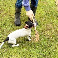 お父さんの庭掃除を手伝いたい子犬さん…『まさかの行動』で大はしゃぎする姿が可愛すぎると165万表示「かわいいｗ」「嬉しそう笑」と絶賛