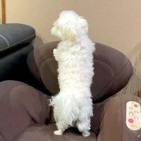 『ない…ない…！』犬が必死に探し回っていたモノとは？…家族総出で『大捜索』する一部始終が4万再生「可愛すぎる」「家族の仲が良すぎてｗ」