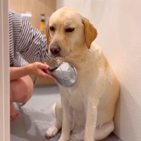 遊び疲れた大型犬をお風呂に入れた結果…まるで子供のような『眠気に耐える姿』が可愛すぎると話題「子犬みたいｗ」「全員幸せそうで最高」