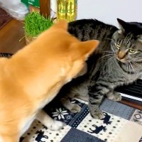 犬が『猫パンチ』されてしまった結果…まさかの『急に心が折れてしまう姿』が47万再生「乙女で可愛い」「可哀想だけど笑ってしまうｗ」と絶賛