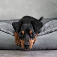 犬がケガをしたときに見せる行動4つ　見逃せないサインと手遅れにならないための対応とは