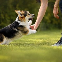 犬が『久しぶりに会った人』にやりがちな行動3つ　興奮した犬に対する注意点と対処法をご紹介