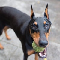 大型犬に『穏やか・温厚な性格が多い』と言われる2つの理由　飼う前に知っておくべきこととは？