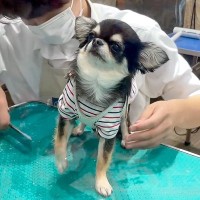 犬をトリミングに連れていったら…『なぜか固まっちゃう姿』が可愛すぎると96万再生「フリーズしてて草」「もう全てお任せしますって感じｗ」