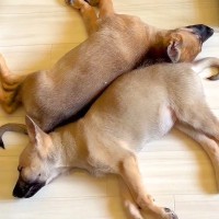 ずっと一緒だった子犬たちと『突然のお別れ』…離れ離れになる理由が感動的すぎると4万再生「出発おめでとう」「素敵」「どうか幸せに」