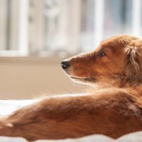 老犬から匂いがする３つの原因とは？予防や改善するために今日からできることをご紹介