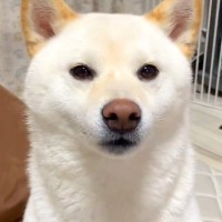 犬を撫でるの『突然やめてみた』結果…まさかの『虚無』になる姿が面白過ぎると438万表示「思った以上に真顔で草」「スンッてしてるｗ」と爆笑