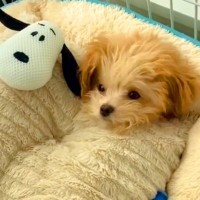 犬を『2日間預けること』になった結果…飼い主がした『とんでもない準備』の全貌が182万再生「壮大なお留守番プロジェクト」「過保護で最高」