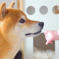 『どうしたの…？』赤ちゃんが泣いているのを見た犬…犬語で何かを伝える姿が愛おしすぎると11万再生「泣かないでって言ってるのかな」と絶賛