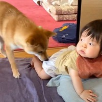 赤ちゃんがおしっこをしたら犬が…まさかの『必死に報告してくれる姿』が凄いと116万再生「可愛すぎるｗ」「面倒見のいいお兄ちゃん」と絶賛