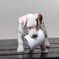 犬が『食糞』してしまうのはなぜ？ウンチを食べさせないための改善方法とは？