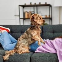 犬が飼い主を踏みつける『4つの心理』わざとやってる？愛犬が乗っかってきた時にすべきことまで