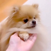 犬に『お手とおかわり』させた結果…あざと過ぎる『予想外の行動』が41万再生「あご乗せ可愛すぎてつらい…」「もはや泣けてくる」と悶絶