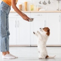 犬にとって危険な『果物の種』6選　絶対に与えてはいけない理由や誤食してしまった時の症状まで