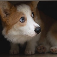 愛犬に『悪人だ』と思われる絶対NG行為3選　信頼関係が崩壊する飼い主の行動とは？