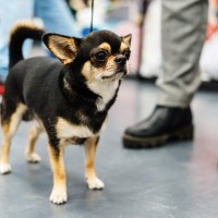 愛犬が散歩中に怖がる『場所・もの』4つ　愛犬が楽しく安全に散歩するために配慮すべきこと