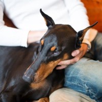 愛犬が見せてくれる『無防備すぎる姿』6つ　仕草から読み解く飼い主への信頼と愛情表現を解説