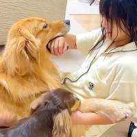 お姉ちゃんが大好きな大型犬…まるで『彼氏のような束縛』をする光景が可愛すぎると394万再生「幸せそう」「嫉妬してるの尊すぎｗ」と悶絶