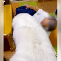 超大型犬が『おじいちゃんっ子』に育った結果…まさかの『体をねじ込んでくる姿』が迫力満点だと13万再生「自分の大きさわかってないｗ」