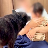 犬が『赤ちゃんの育児に参加』した結果…「私より出来てるｗ」「予知すごすぎ」子育てに向きすぎている『保護者目線の行動』が77万再生