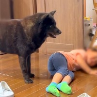 2歳の女の子が叱られて泣いていたら、犬が…優しすぎる『まさかの行動』がまるで人間のようだと12万再生「これだから犬ってやつは」と感動