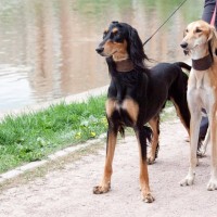 『イケメンな犬種』5選　容姿がかっこいいと言われるワンコの共通点とは？