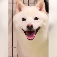 犬が急に暴れ出した…なぜ？予想外だった『まさかの理由』が95万再生「ソファ経由するの草」「荒ぶってるｗ」ドタバタの一部始終に多くの反響