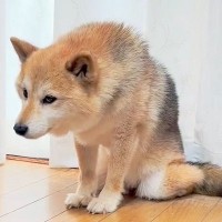 犬が飼い主の行動を見た瞬間…あからさまにションボリしていく姿と可愛すぎる理由が55万回表示「ションボリーヌかわいい」の声続々