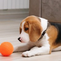 犬がおもちゃに唸ってしまう2つの理由とは？楽しく遊ぶための適切な対応策と注意点を解説