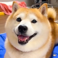 犬をうちわであおいだら…まさかの『すべての感情を失ってしまう姿』に爆笑「なでなでで機嫌回復するのほんと草」「好きすぎるｗ」と5万再生