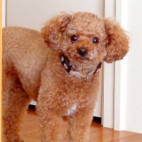 犬のご飯が1粒『台の下に入ってしまった』結果…飼い主に見せた『必死の足踏み』が可愛すぎると17万再生「幸せな気持ちになる」と悶絶の声