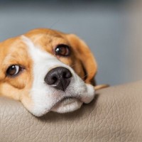 犬が『うつ病』になったときの症状４選　危険な状態になる前触れとは？