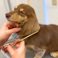 『うとうと…』犬の毛をカットしていたら…リラックスしすぎて見せた表情が尊いと253万再生「横目がたまらん」「とってもお上品」と悶絶