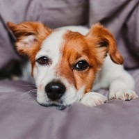 犬がみせる『寂しかった』サイン４選　孤独を感じさせないために飼い主ができる対策とは？