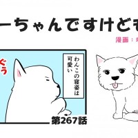 ちーちゃんですけどもっ【第267話】「人間味がある」