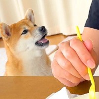 犬が『ご飯のおすそ分け交渉』に来た結果…会話が成立する光景と『まさかの展開』が凄すぎると34万再生「天才では？」「言葉喋ったｗ」と絶賛