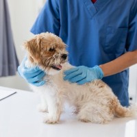 愛犬の体にしこりがある場合に考えられる病気4つ　急を要するときと問題ないときの見分け方とは