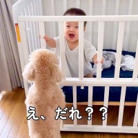 犬が暮らす家に『人間の赤ちゃんが産まれた』結果…感動的すぎる『家族のストーリー』が71万再生「素敵な話…泣いた」「本当に賢い子」と絶賛