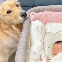 赤ちゃんが生まれたら大型犬が…まさかの『逐一報告に来てくれる姿』が可愛すぎると54万再生「健気…」「ほんとにお姉ちゃんみたい」と悶絶