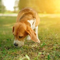 犬が『雑草』を食べてしまう理由とは？愛犬にとって有害な草の状態や散歩中の注意点まで