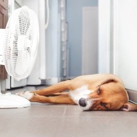 犬が『暑さ』を感じる温度とは？暑がっているときに見せるサインや温湿度管理のポイントまで