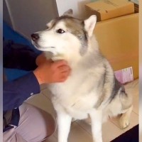 犬が『工事のおじちゃん』を好きになり過ぎた結果…仕事にならないほどの『構ってアピール』が可愛いと74万再生「モフモフ接待ｗ」大絶賛の声