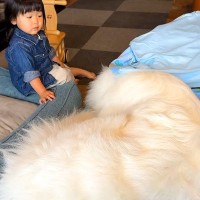 2歳の女の子が『超大型犬に布団を奪われた』結果…優しさに溢れた『まさかの行動』が14万再生「一生懸命なお世話」「寝かしつけ可愛い…」