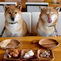 犬が好む『食材ランキング』トップ5　愛犬にメリットがある食べ物やおすすめの与え方まで