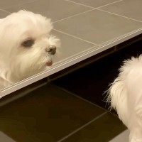 『鏡』を見た犬…まさかの『自分に見惚れてしまう様子』が可愛すぎると絶賛「自分ってわかってるの賢い」「にらめっこしてるｗ」と2万再生