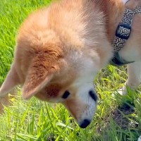 犬から『カエル』を救出した結果…飼い主を襲った『まさかすぎる悲劇』が28万再生「生きる元気をもらった」「カエルの恩返しに期待」と大爆笑